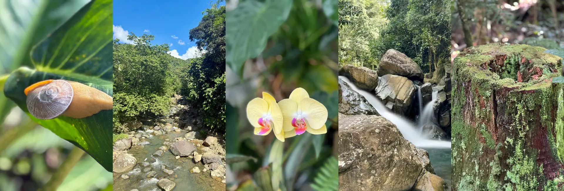 Hiking trail through Puerto Rico's nature