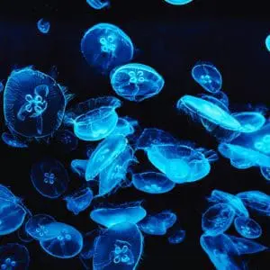 Bioluminescent Bay in Vieques, Puerto Rico