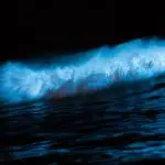 bioluminescent bay at night in Puerto Rico