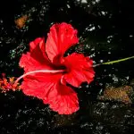 La Flor de Maga flower of Puerto Rico