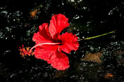La Flor de Maga flower of Puerto Rico