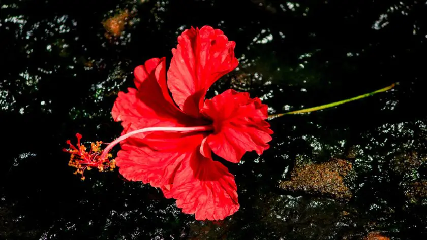 La Flor de Maga flower of Puerto Rico