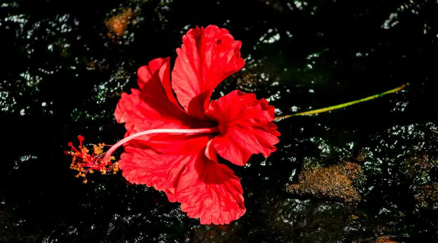 La Flor de Maga flower of Puerto Rico