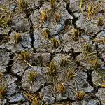 cracked soil on a farm from drought in Puerto Rico