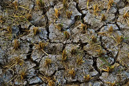cracked soil on a farm from drought in Puerto Rico