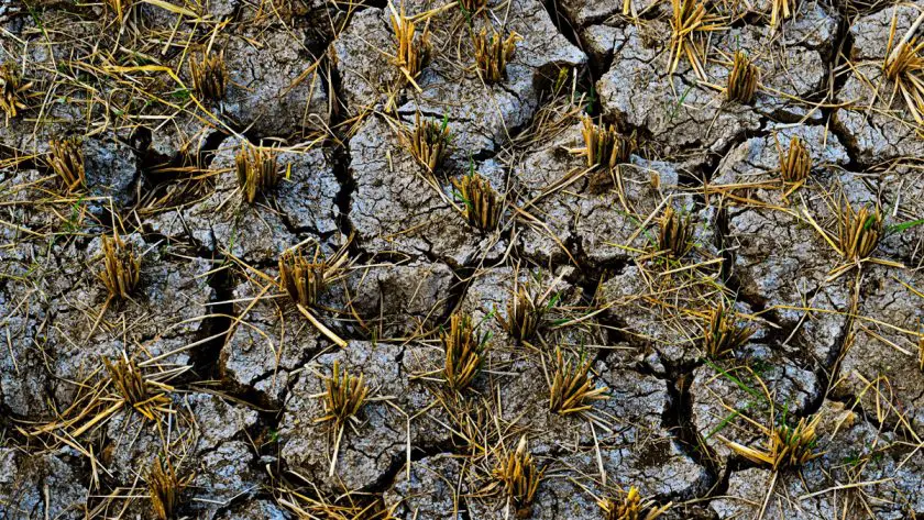 cracked soil on a farm from drought in Puerto Rico
