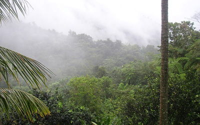 Misty rain over El Yunque rainforest in Puerto Rico